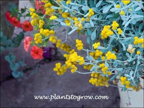 Cascading out of a pot.
